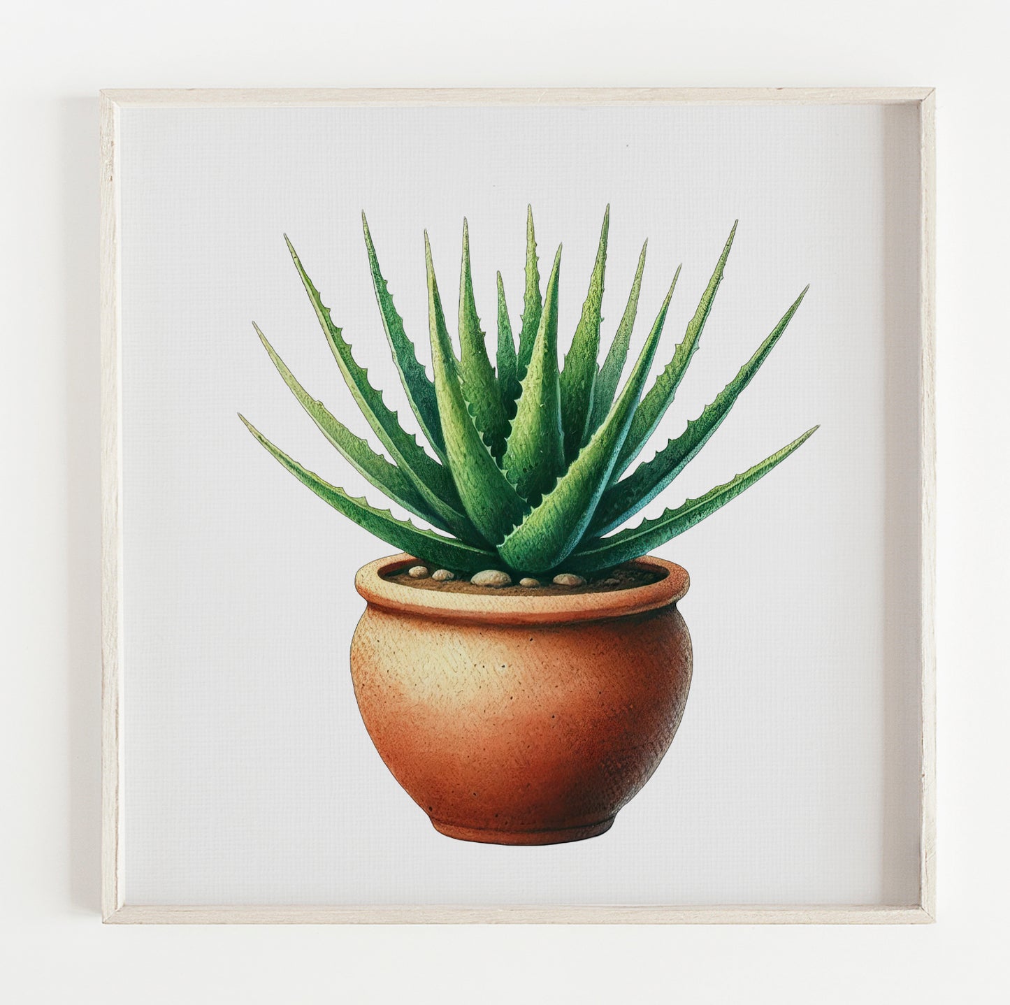 Aloe Vera Plant illustration print (12x12in)
