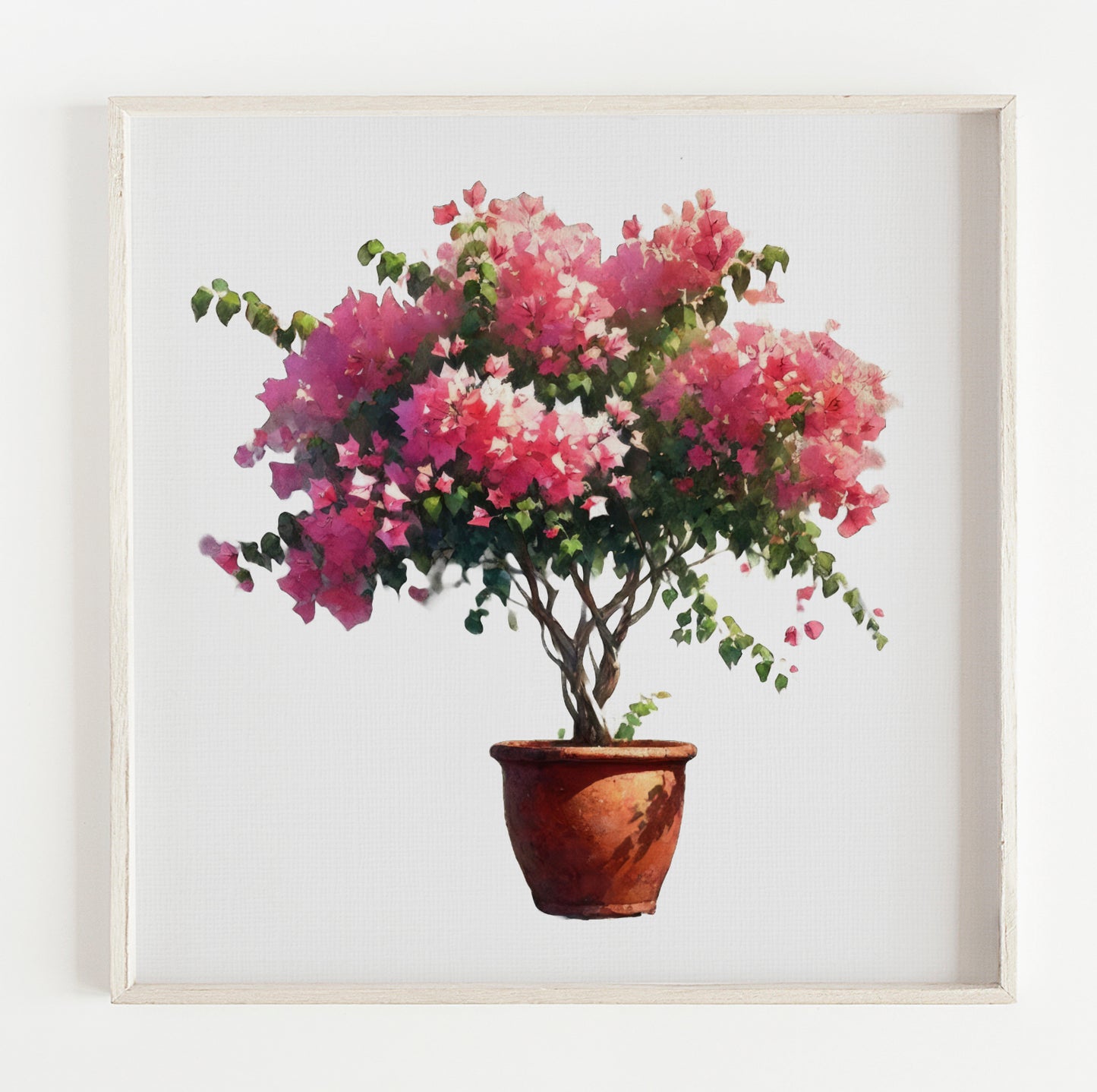 Bugainvillea flowers plant illustration print (12x12in)